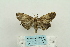  ( - ARB00024189)  @12 [ ] Copyright  SCDBC-KIZ-CAS, Imaging group Kunming Institute of Zoology, CAS