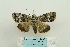  (Blenina quinaria - ARB00024200)  @13 [ ] Copyright  SCDBC-KIZ-CAS, Imaging group Kunming Institute of Zoology, CAS
