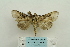  (Batracharta - ARB00024230)  @14 [ ] Copyright  SCDBC-KIZ-CAS, Imaging group Kunming Institute of Zoology, CAS