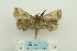  ( - ARB00024231)  @13 [ ] Copyright  SCDBC-KIZ-CAS, Imaging group Kunming Institute of Zoology, CAS