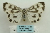  ( - ARB00024611)  @14 [ ] Copyright  SCDBC-KIZ-CAS, Imaging group Kunming Institute of Zoology, CAS