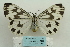  ( - ARB00024612)  @14 [ ] Copyright  SCDBC-KIZ-CAS, Imaging group Kunming Institute of Zoology, CAS