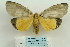  (Neochera privata - ARB00024631)  @14 [ ] Copyright  SCDBC-KIZ-CAS, Imaging group Kunming Institute of Zoology, CAS