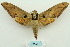  ( - ARB00024769)  @14 [ ] Copyright  SCDBC-KIZ-CAS, Imaging group Kunming Institute of Zoology, CAS
