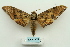  (Ambulyx maculifera - ARB00024770)  @15 [ ] Copyright  SCDBC-KIZ-CAS, Imaging group Kunming Institute of Zoology, CAS