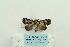  ( - ARB00024795)  @13 [ ] Copyright  SCDBC-KIZ-CAS, Imaging group Kunming Institute of Zoology, CAS