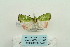  ( - ARB00024816)  @12 [ ] Copyright  SCDBC-KIZ-CAS, Imaging group Kunming Institute of Zoology, CAS
