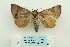  ( - ARB00024835)  @13 [ ] Copyright  SCDBC-KIZ-CAS, Imaging group Kunming Institute of Zoology, CAS
