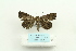  ( - ARB00024946)  @13 [ ] Copyright  SCDBC-KIZ-CAS, Imaging group Kunming Institute of Zoology, CAS