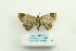 ( - ARB00024953)  @13 [ ] Copyright  SCDBC-KIZ-CAS, Imaging group Kunming Institute of Zoology, CAS