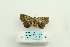  ( - ARB00025027)  @12 [ ] Copyright  SCDBC-KIZ-CAS, Imaging group Kunming Institute of Zoology, CAS