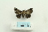  ( - ARB00025031)  @12 [ ] Copyright  SCDBC-KIZ-CAS, Imaging group Kunming Institute of Zoology, CAS