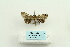  ( - ARB00025035)  @13 [ ] Copyright  SCDBC-KIZ-CAS, Imaging group Kunming Institute of Zoology, CAS