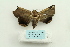  ( - ARB00025046)  @12 [ ] Copyright  SCDBC-KIZ-CAS, Imaging group Kunming Institute of Zoology, CAS