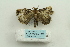  ( - ARB00025106)  @13 [ ] Copyright  SCDBC-KIZ-CAS, Imaging group Kunming Institute of Zoology, CAS