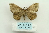  (Taviodes - ARB00025119)  @13 [ ] Copyright  SCDBC-KIZ-CAS, Imaging group Kunming Institute of Zoology, CAS