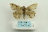  ( - ARB00025127)  @12 [ ] Copyright  SCDBC-KIZ-CAS, Imaging group Kunming Institute of Zoology, CAS