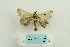  ( - ARB00025151)  @12 [ ] Copyright  SCDBC-KIZ-CAS, Imaging group Kunming Institute of Zoology, CAS
