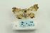  ( - ARB00025164)  @13 [ ] Copyright  SCDBC-KIZ-CAS, Imaging group Kunming Institute of Zoology, CAS