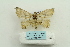  ( - ARB00025166)  @13 [ ] Copyright  SCDBC-KIZ-CAS, Imaging group Kunming Institute of Zoology, CAS