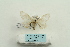  ( - ARB00025247)  @13 [ ] Copyright  SCDBC-KIZ-CAS, Imaging group Kunming Institute of Zoology, CAS
