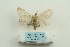  ( - ARB00025248)  @13 [ ] Copyright  SCDBC-KIZ-CAS, Imaging group Kunming Institute of Zoology, CAS