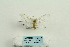  ( - ARB00025317)  @11 [ ] Copyright  SCDBC-KIZ-CAS, Imaging group Kunming Institute of Zoology, CAS