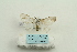  ( - ARB00025358)  @11 [ ] Copyright  SCDBC-KIZ-CAS, Imaging group Kunming Institute of Zoology, CAS