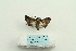  ( - ARB00025381)  @13 [ ] Copyright  SCDBC-KIZ-CAS, Imaging group Kunming Institute of Zoology, CAS
