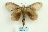  ( - ARB00025593)  @13 [ ] Copyright  SCDBC-KIZ-CAS, Imaging group Kunming Institute of Zoology, CAS