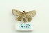  ( - ARB00025603)  @13 [ ] Copyright  SCDBC-KIZ-CAS, Imaging group Kunming Institute of Zoology, CAS