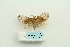  ( - ARB00025638)  @13 [ ] Copyright  SCDBC-KIZ-CAS, Imaging group Kunming Institute of Zoology, CAS