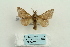  (Syrastrena malaccana - ARB00025648)  @14 [ ] Copyright  SCDBC-KIZ-CAS, Imaging group Kunming Institute of Zoology, CAS
