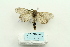 ( - ARB00025914)  @13 [ ] Copyright  SCDBC-KIZ-CAS, Imaging group Kunming Institute of Zoology, CAS