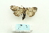  ( - ARB00025915)  @13 [ ] Copyright  SCDBC-KIZ-CAS, Imaging group Kunming Institute of Zoology, CAS