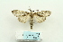  ( - ARB00025931)  @13 [ ] Copyright  SCDBC-KIZ-CAS, Imaging group Kunming Institute of Zoology, CAS