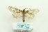  ( - ARB00025942)  @13 [ ] Copyright  SCDBC-KIZ-CAS, Imaging group Kunming Institute of Zoology, CAS