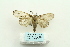  ( - ARB00025947)  @13 [ ] Copyright  SCDBC-KIZ-CAS, Imaging group Kunming Institute of Zoology, CAS