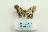  ( - ARB00025995)  @12 [ ] Copyright  SCDBC-KIZ-CAS, Imaging group Kunming Institute of Zoology, CAS