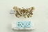  ( - ARB00025997)  @12 [ ] Copyright  SCDBC-KIZ-CAS, Imaging group Kunming Institute of Zoology, CAS