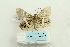  ( - ARB00025998)  @13 [ ] Copyright  SCDBC-KIZ-CAS, Imaging group Kunming Institute of Zoology, CAS