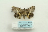  ( - ARB00025999)  @12 [ ] Copyright  SCDBC-KIZ-CAS, Imaging group Kunming Institute of Zoology, CAS