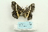  ( - ARB00026002)  @12 [ ] Copyright  SCDBC-KIZ-CAS, Imaging group Kunming Institute of Zoology, CAS