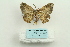 ( - ARB00026032)  @13 [ ] Copyright  SCDBC-KIZ-CAS, Imaging group Kunming Institute of Zoology, CAS