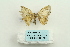  ( - ARB00026046)  @13 [ ] Copyright  SCDBC-KIZ-CAS, Imaging group Kunming Institute of Zoology, CAS