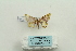  ( - ARB00026127)  @12 [ ] Copyright  SCDBC-KIZ-CAS, Imaging group Kunming Institute of Zoology, CAS