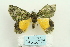  ( - ARB00026138)  @12 [ ] Copyright  SCDBC-KIZ-CAS, Imaging group Kunming Institute of Zoology, CAS