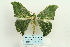  ( - ARB00026174)  @13 [ ] Copyright  SCDBC-KIZ-CAS, Imaging group Kunming Institute of Zoology, CAS