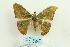  ( - ARB00026176)  @13 [ ] Copyright  SCDBC-KIZ-CAS, Imaging group Kunming Institute of Zoology, CAS
