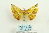  ( - ARB00026180)  @13 [ ] Copyright  SCDBC-KIZ-CAS, Imaging group Kunming Institute of Zoology, CAS